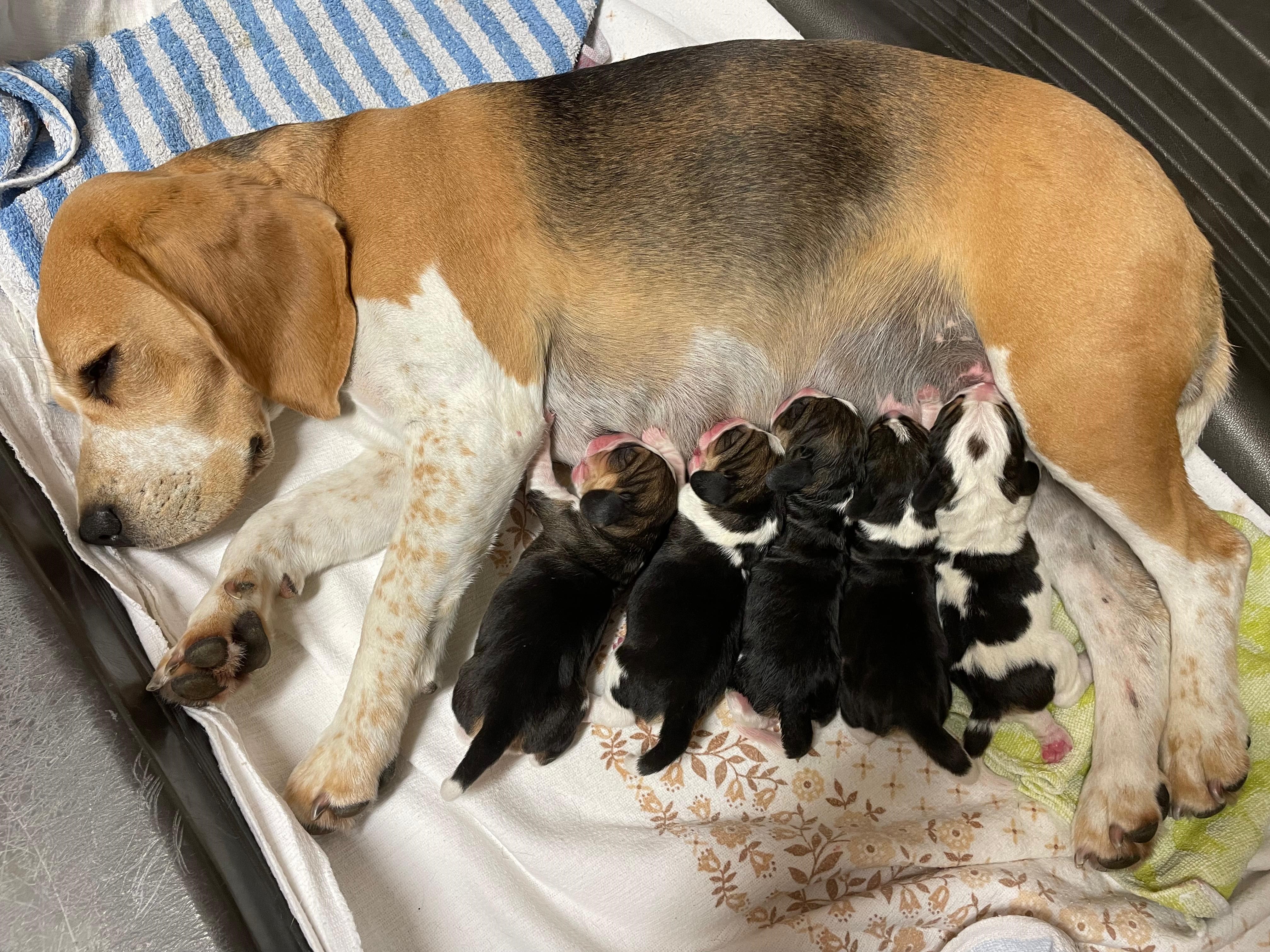 Mama Kaley mit ihren Welpen