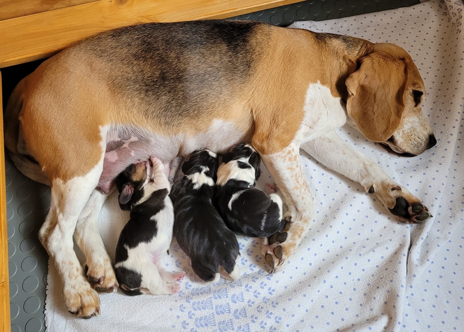 Unser_Q-Wurf mit Mama Kaley