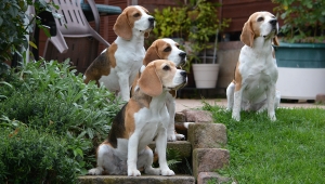 Unsere Beagles